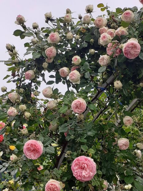  - 01 - TRANDAFIRI 2023