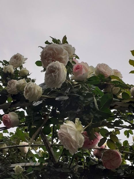  - 01 - TRANDAFIRI 2023