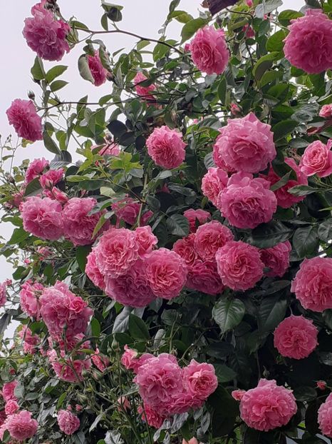  - 01 - TRANDAFIRI 2023