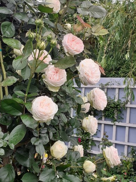  - 01 - TRANDAFIRI 2023