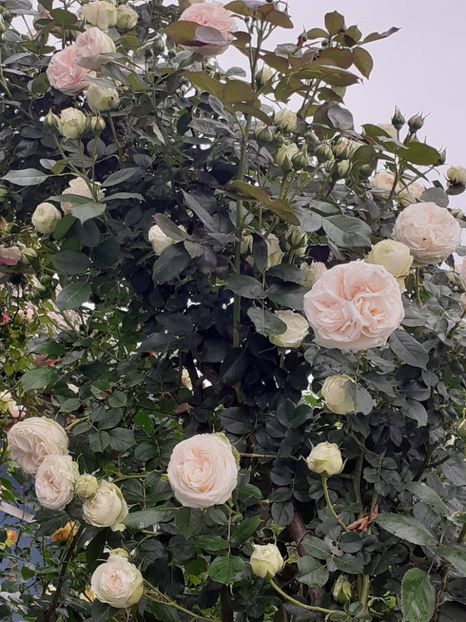  - 01 - TRANDAFIRI 2023