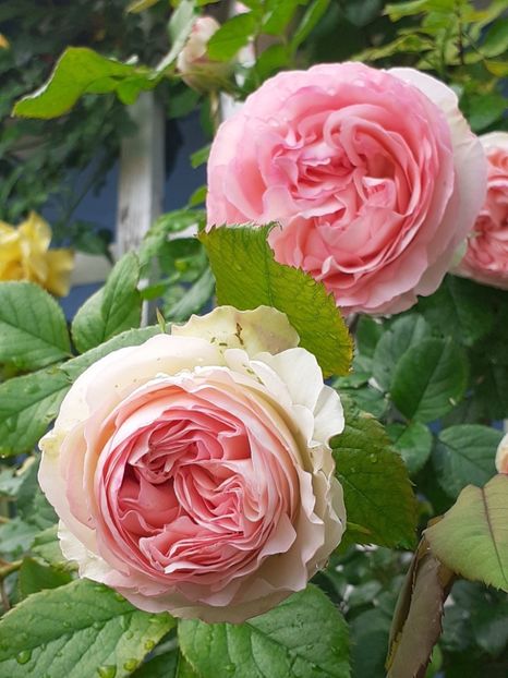 20230527_173849(0) - EDEN ROSE 2023