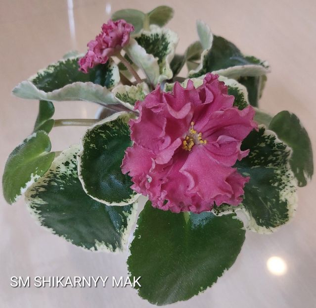  - Violete și gloxinii 2023