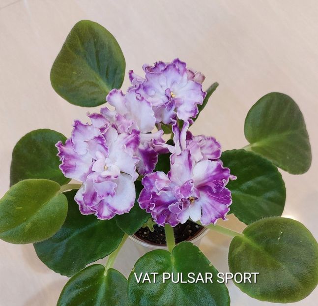  - Violete și gloxinii 2023