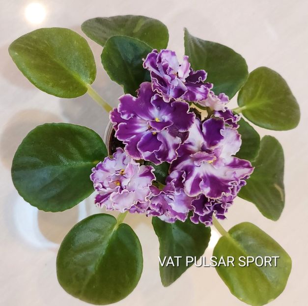  - Violete și gloxinii 2023