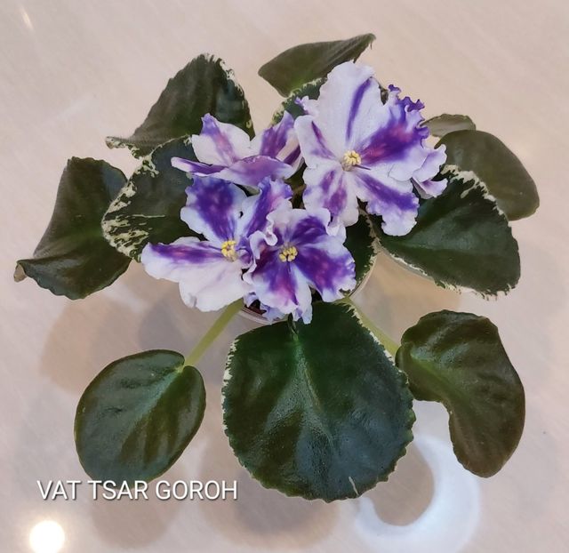  - Violete și gloxinii 2023