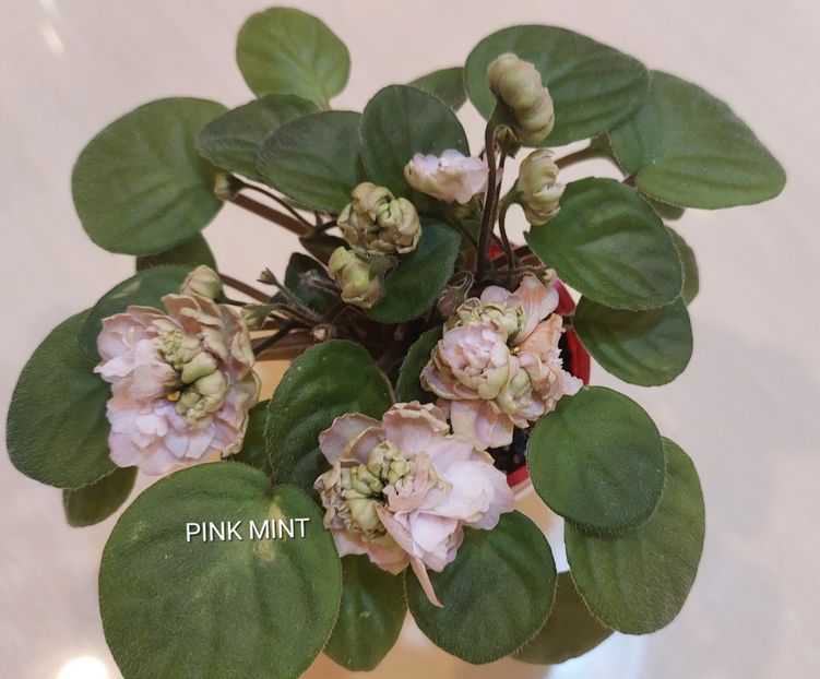  - Violete și gloxinii 2023