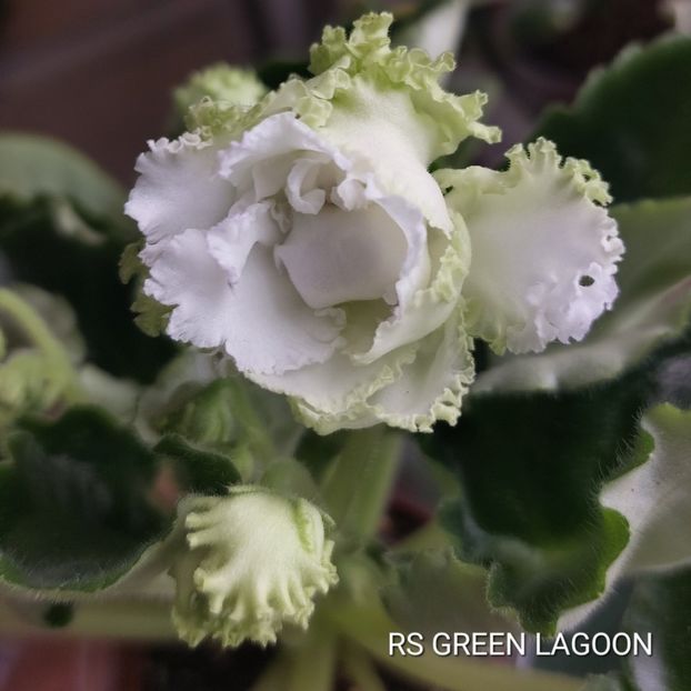  - Violete și gloxinii 2023