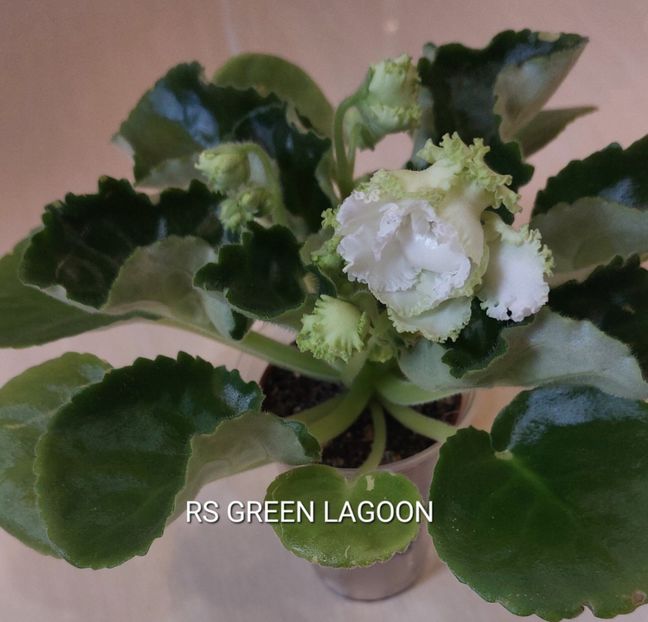  - Violete și gloxinii 2023