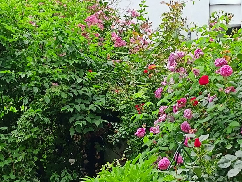 27.05.2023 - Grădina 2023 continuare 2