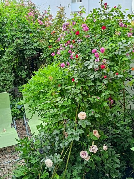  - Grădina 2023 continuare 2