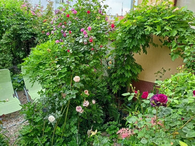  - Grădina 2023 continuare 2