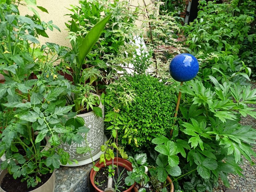  - Grădina 2023 continuare 2