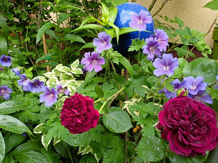 Tradescant - Grădina 2023 continuare 2