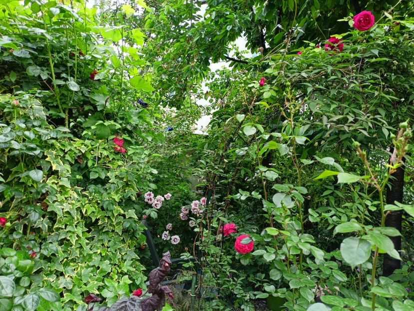 William Shakespeare 2000 - Grădina 2023 continuare 2