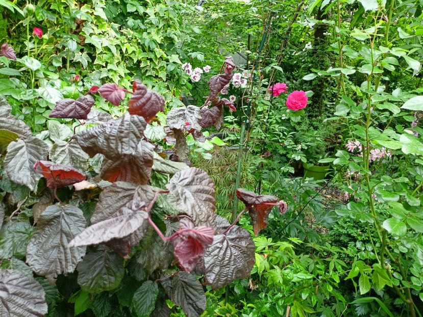  - Grădina 2023 continuare 2