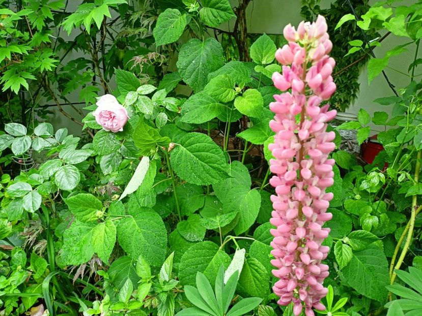 Spirit of Freedom - Grădina 2023 continuare 2