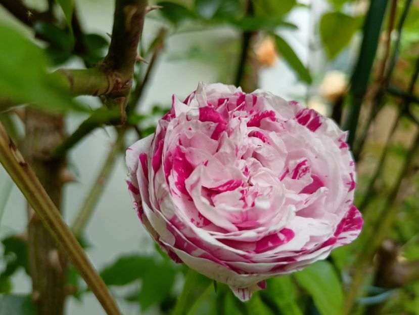  - Grădina 2023 continuare 2