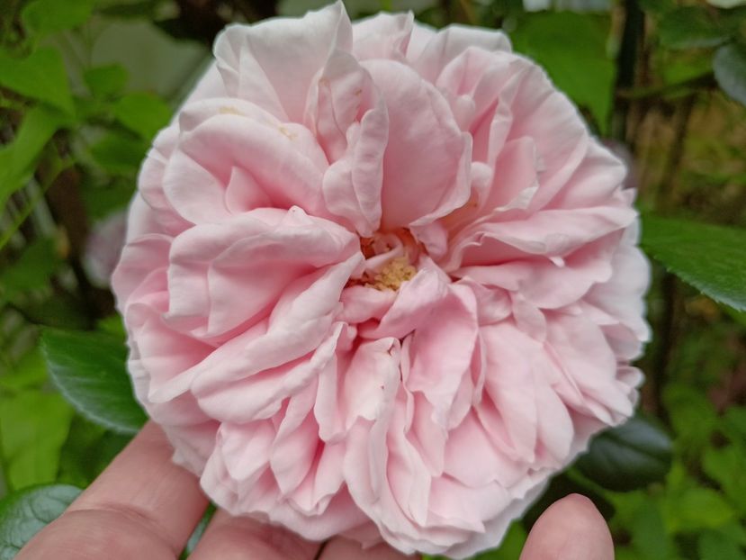 Giardina - Grădina 2023 continuare 2