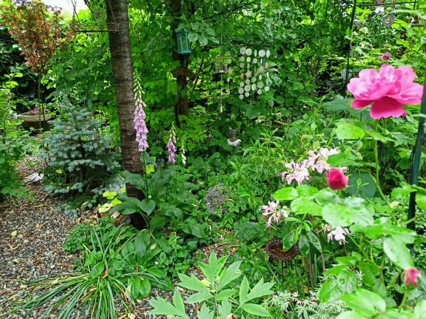 Rosarium Uetersen - Grădina 2023 continuare 2