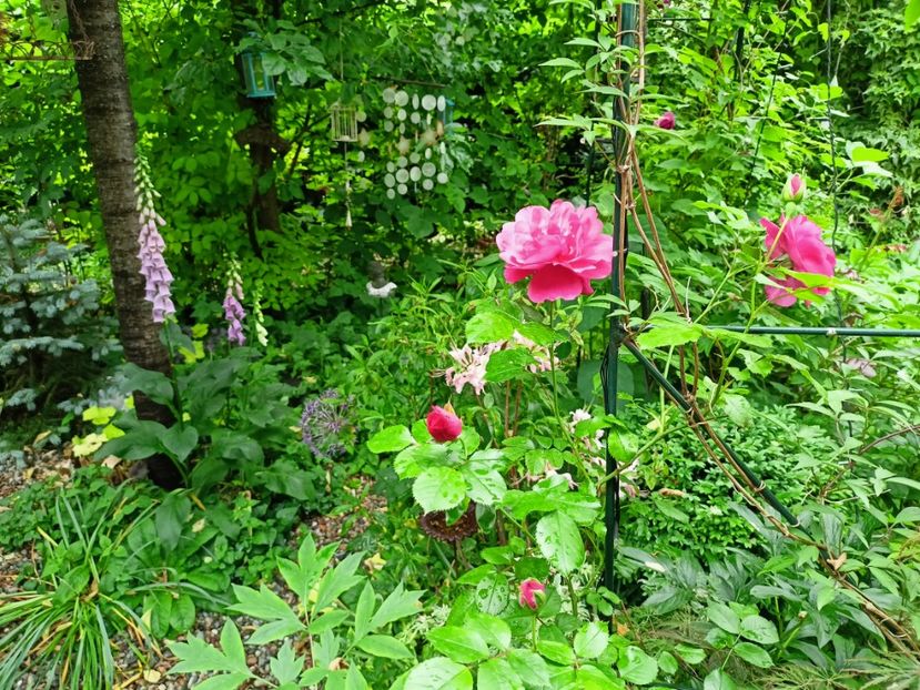  - Grădina 2023 continuare 2