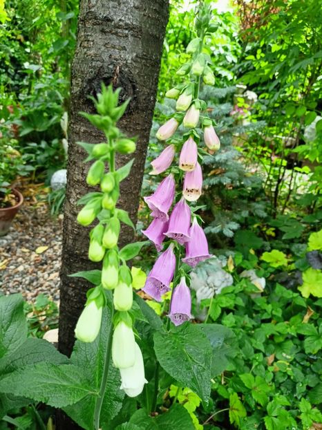 din semințe - Grădina 2023 continuare 2