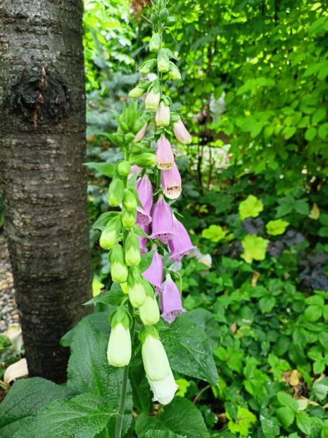  - Grădina 2023 continuare 2