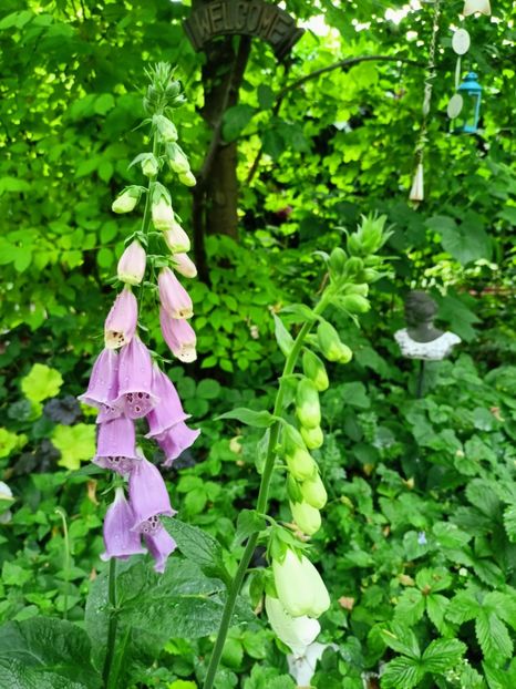  - Grădina 2023 continuare 2