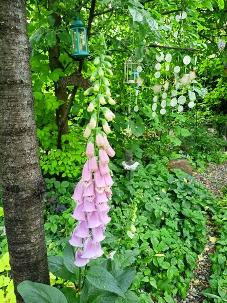  - Grădina 2023 continuare 2