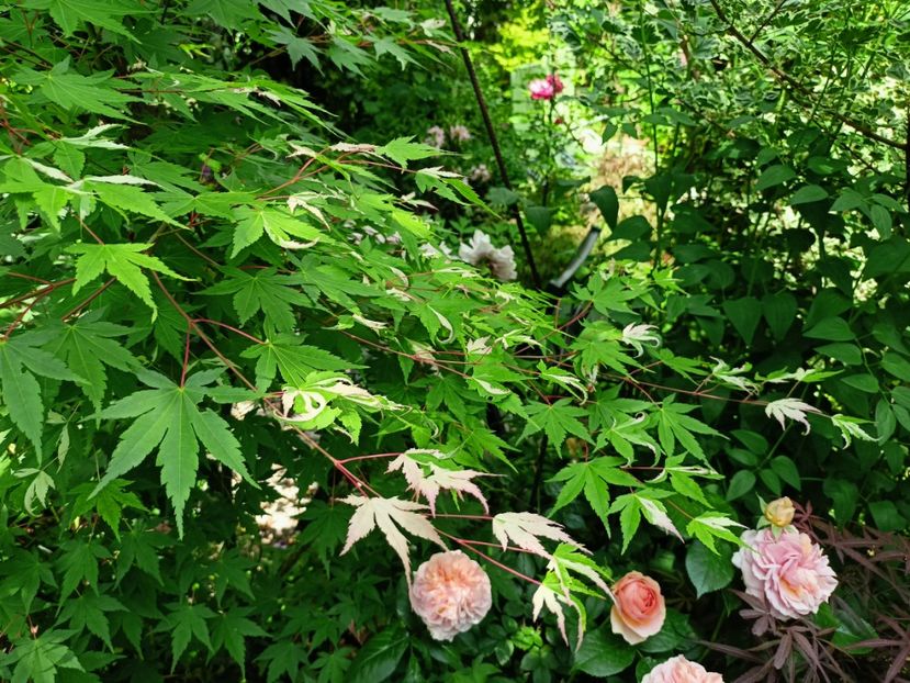  - Grădina 2023 continuare 2