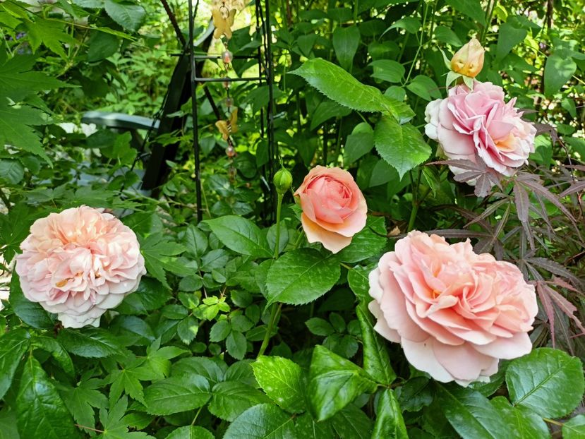 Chippendale - Grădina 2023 continuare 2