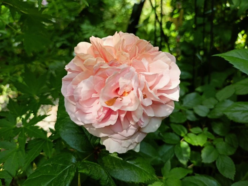 Chippendale - Grădina 2023 continuare 2