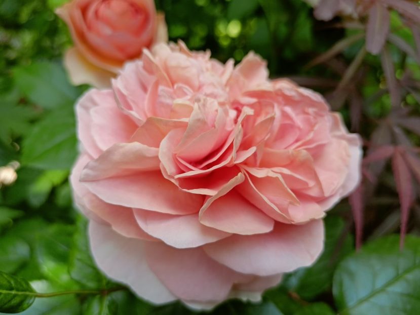  - Grădina 2023 continuare 2