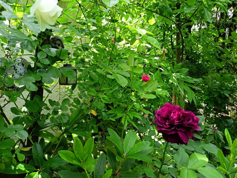  - Grădina 2023 continuare 2