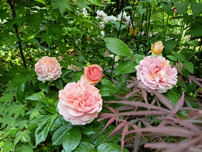 Chippendale - Grădina 2023 continuare 2