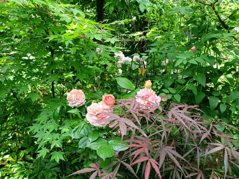  - Grădina 2023 continuare 2