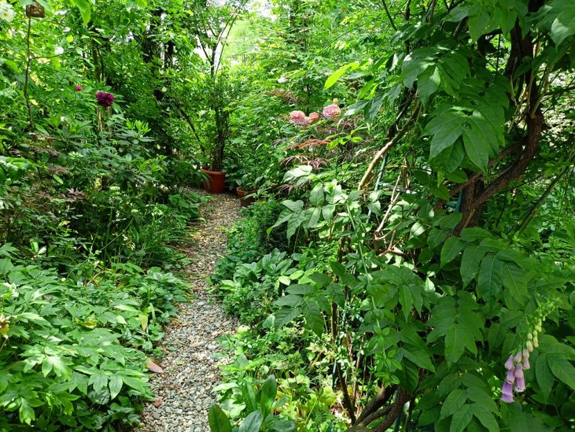  - Grădina 2023 continuare 2