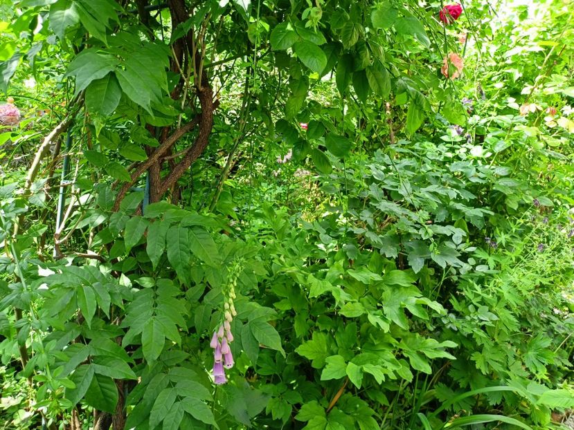  - Grădina 2023 continuare 2