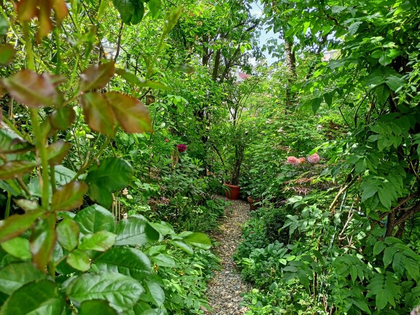  - Grădina 2023 continuare 2