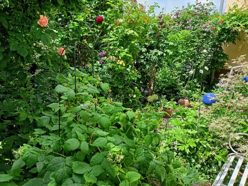  - Grădina 2023 continuare 2