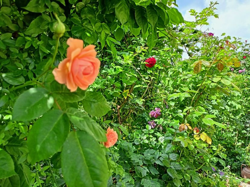 Leander - Grădina 2023 continuare 2