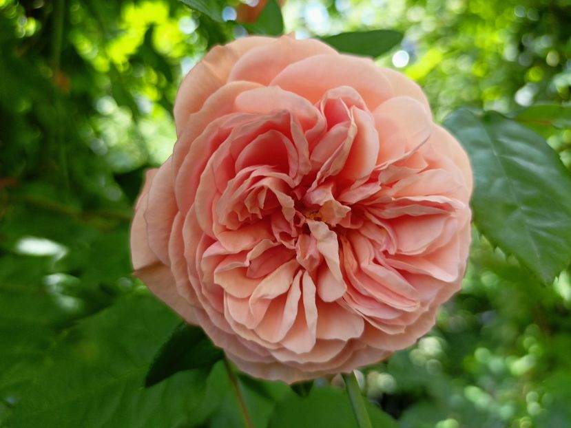  - Grădina 2023 continuare 2