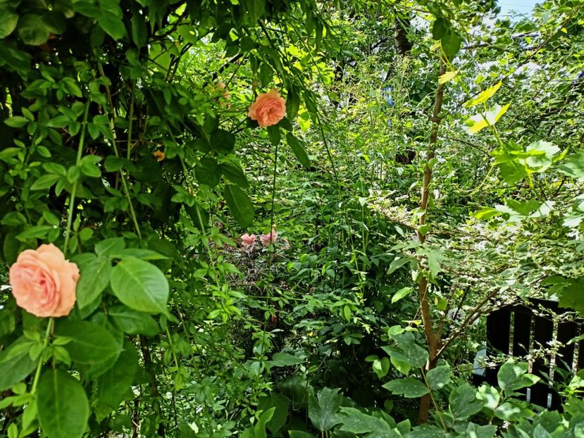  - Grădina 2023 continuare 2