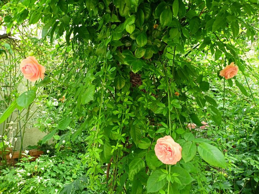 Leander - Grădina 2023 continuare 2