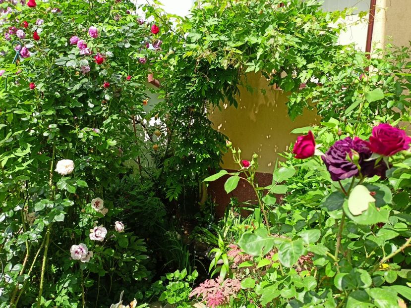  - Grădina 2023 continuare 2