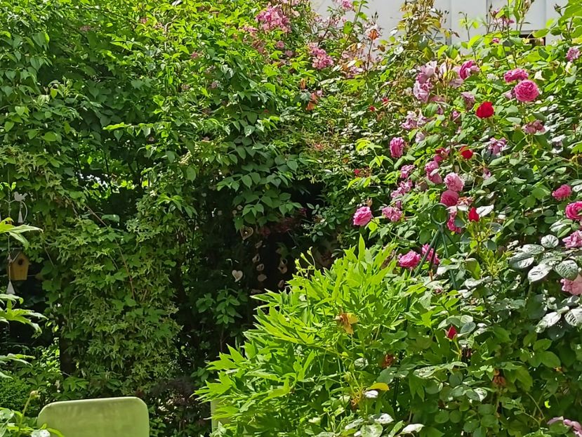  - Grădina 2023 continuare 2