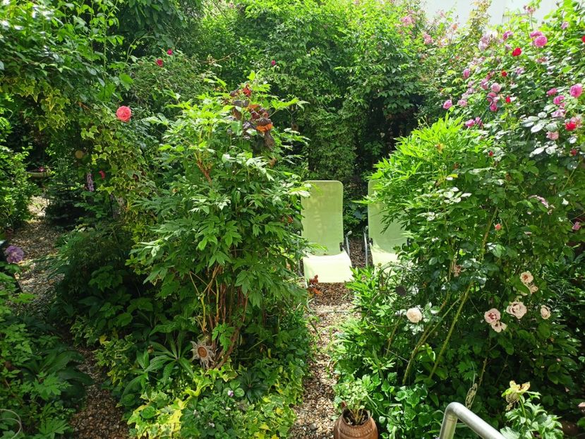  - Grădina 2023 continuare 2