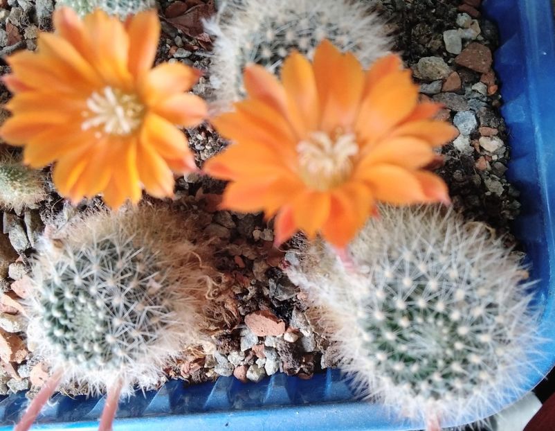 Rebutia flavistyla - 2023