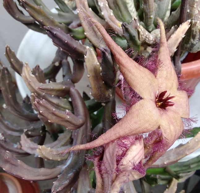 Stapelia schinzii var. schinzii - 2023