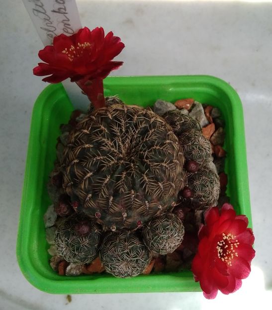 Sulcorebutia pulchra s. lenkae - 2023